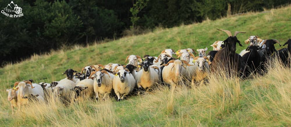 Elevage de brebis allaitantes