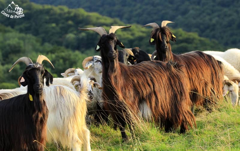 Elevage de chèvres de race Pyrénéenne