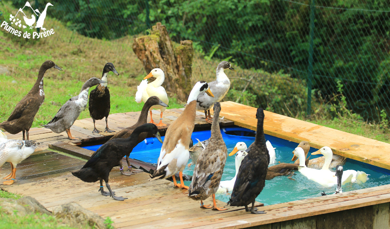 Elevage de volailles d'ornement