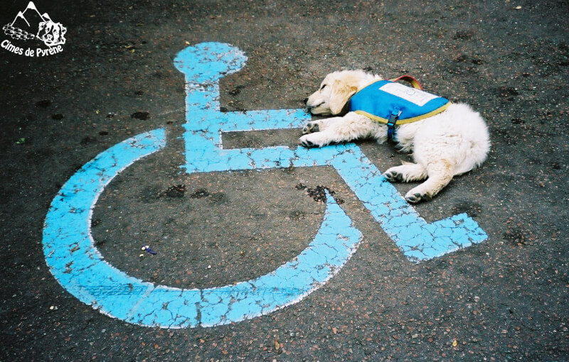 Educations de chiens d'assistance pour personnes en fauteuil roulant (association Handi-Chiens)